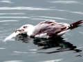 Grey Seagull