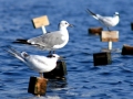 Grey Seagull