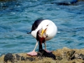 Grey Seagull