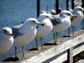 Grey Seagull
