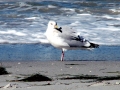 Grey Seagull