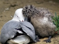 Grey Seagull