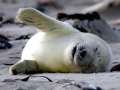 Gray Seal