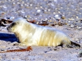 Gray Seal