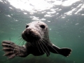 Gray Seal