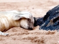 Gray Seal