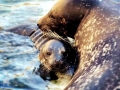 Gray Seal