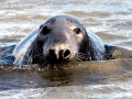 Gray Seal