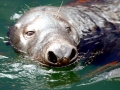 Gray Seal