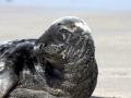 Gray Seal
