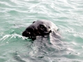 Gray Seal