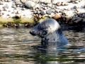 Gray Seal