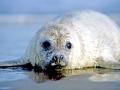 Gray Seal