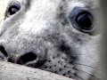Gray Seal
