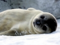 Gray Seal