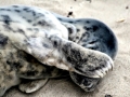 Gray Seal