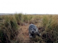 Gray Seal
