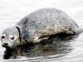 Gray Seal