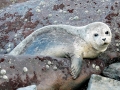 Gray Seal