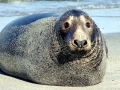 Gray Seal
