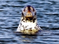 Gray Seal