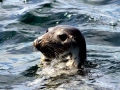 Gray Seal