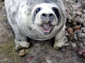 Gray Seal