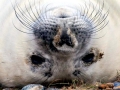 Gray Seal