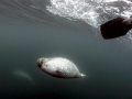 Gray Seal