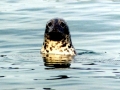 Gray Seal