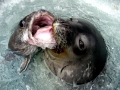 Gray Seal