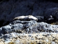Gray Seal