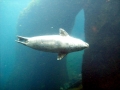 Gray Seal