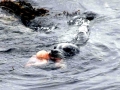 Gray Seal