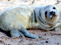 Gray Seal