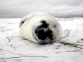 Gray Seal