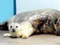Gray Seal