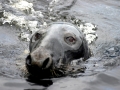 Gray Seal