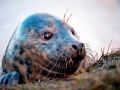 Gray Seal