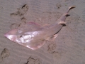 Shovelnose Guitar Ray