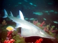 Shovelnose Guitar Ray