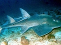 Shovelnose Guitar Ray
