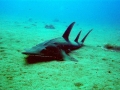 Shovelnose Guitar Ray