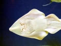 Shovelnose Guitar Ray