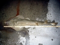 Shovelnose Guitar Ray