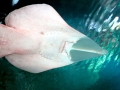 Shovelnose Guitar Ray