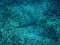 Shovelnose Guitar Ray
