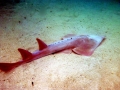 Shovelnose Guitar Ray