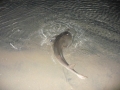 Shovelnose Guitar Ray