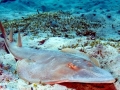 Shovelnose Guitar Ray